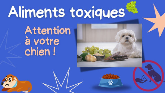 Les Aliments Toxiques pour les Chiens : Liste Complète et Risques pour leur Santé