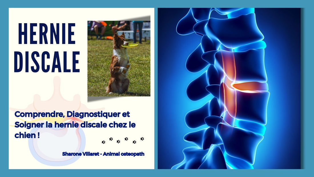 La Hernie Discale chez le Chien : Comprendre, Diagnostiquer et Soigner