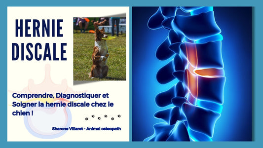 La Hernie Discale chez le Chien : Comprendre, Diagnostiquer et Soigner