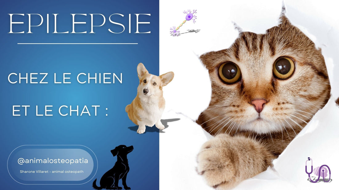 L'épilepsie chez le Chien et le Chat : Comprendre, Gérer et Soulager