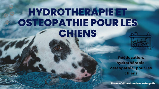 La Rééducation par l'Hydrothérapie et l'Ostéopathie pour le Chien