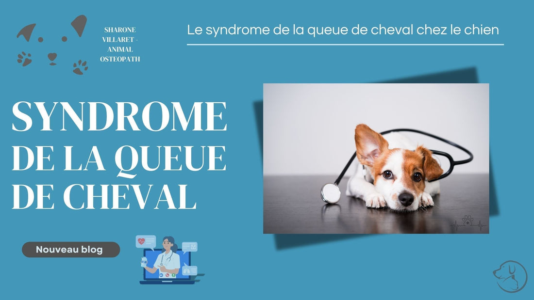 Le Syndrome de la Queue de Cheval chez le Chien : Causes, Symptômes et Traitement