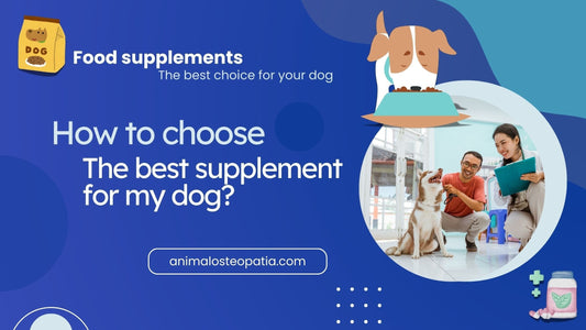 Comment Choisir le Meilleur Complément Alimentaire pour son Chien ?