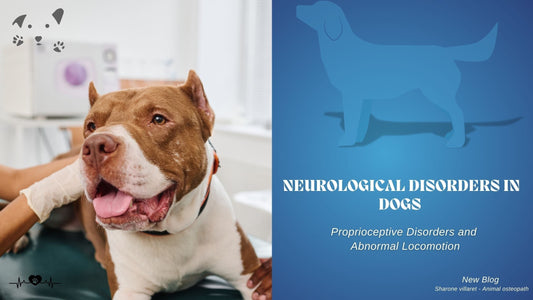 Troubles Proprioceptifs et Locomotion Anormale chez la Chienne Après la Mise Bas : Causes et Solutions