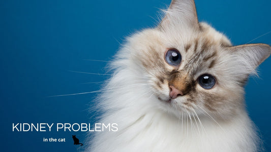 kidney problems CAT