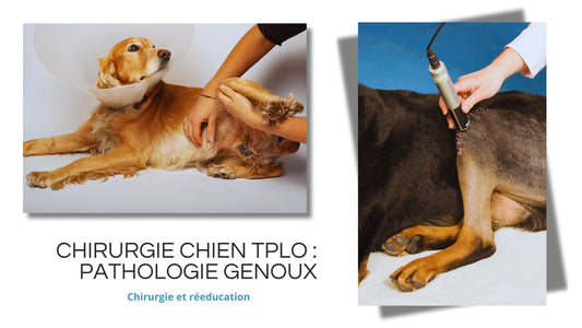 Problèmes de Genoux chez le Chien : Causes, Chirurgie (TPLO) et Rééducation avec l’Ostéopathie