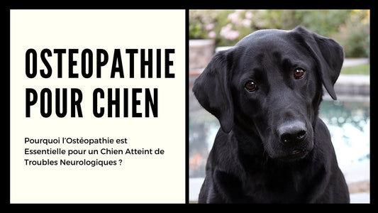 L’Ostéopathie pour les Chiens Atteints de Troubles Neurologiques ou de Paralysie : Une Approche Complémentaire