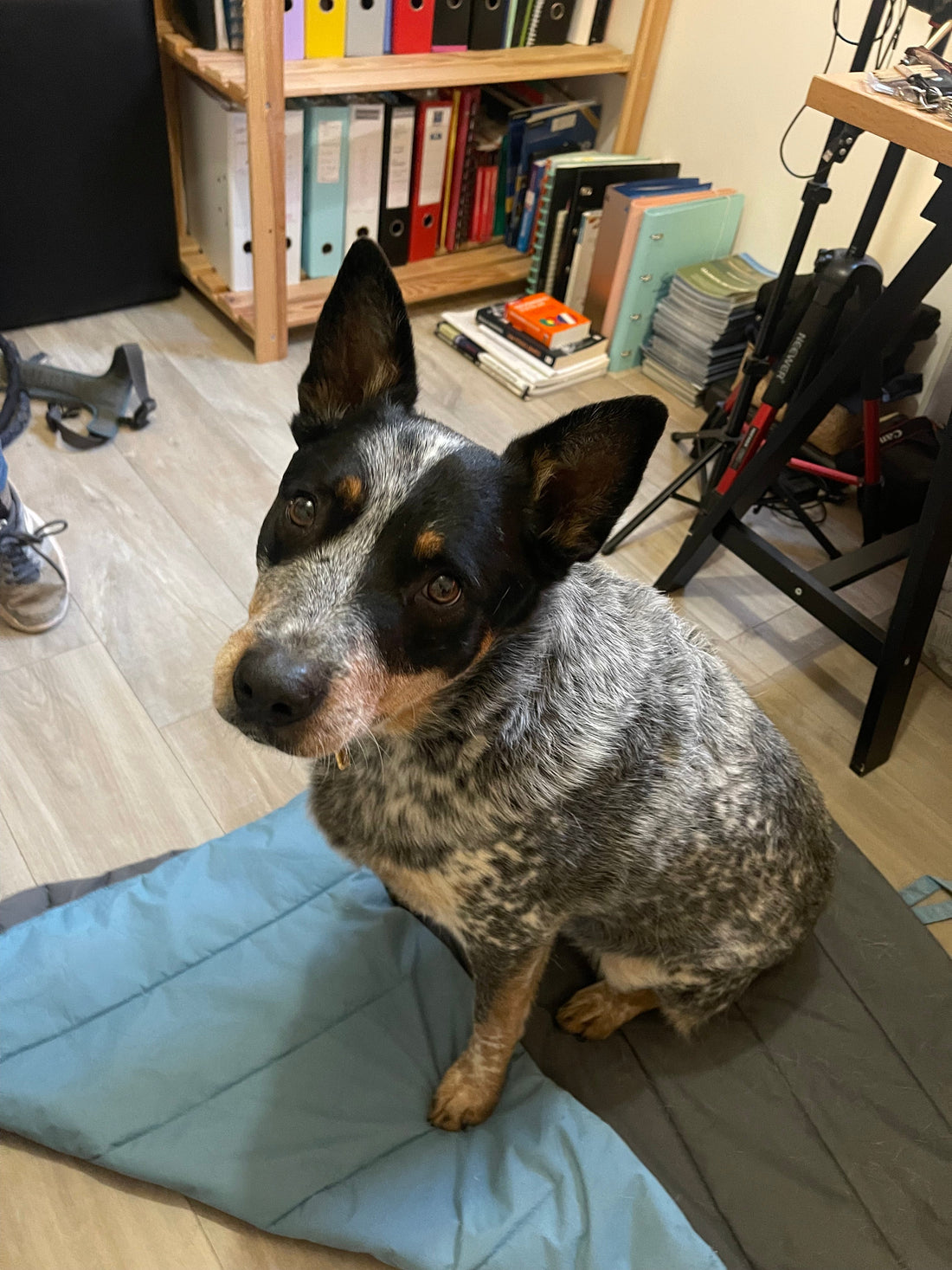 Ostéopathie pour chiens, chats et chevaux au Portugal : des soins disponibles pour vos animaux