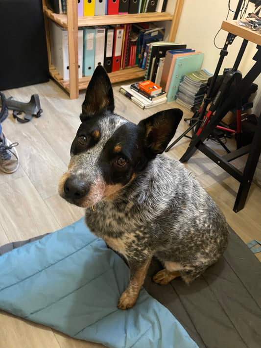 Ostéopathie pour chiens, chats et chevaux au Portugal : des soins disponibles pour vos animaux