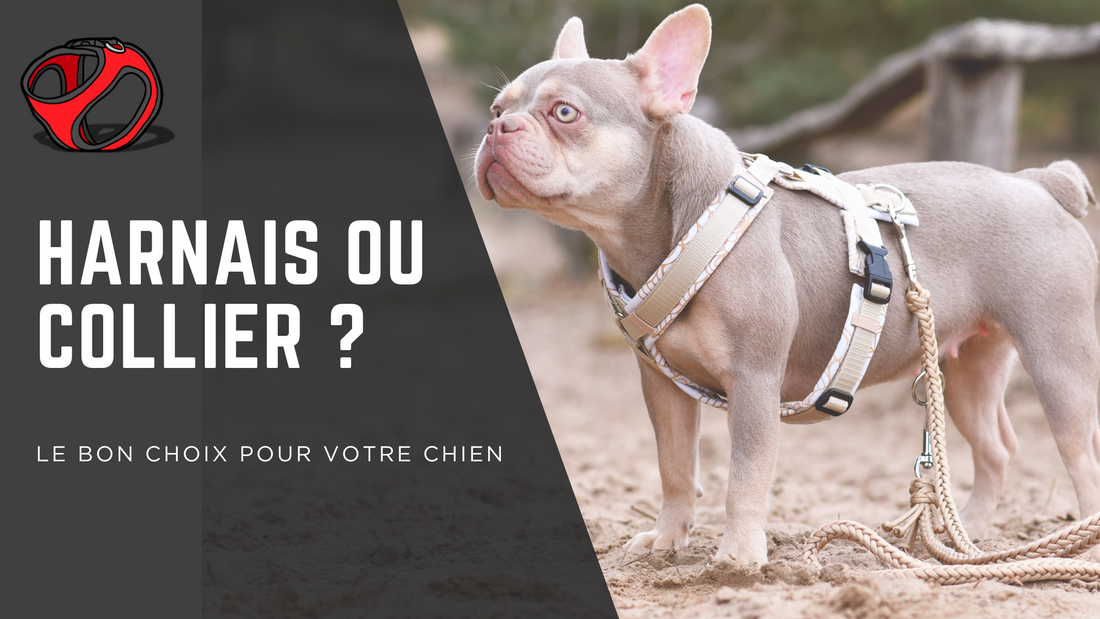 Harnais ou Collier pour le Chien ? Analyse Anatomique et Ostéopathique pour un Choix Éclairé