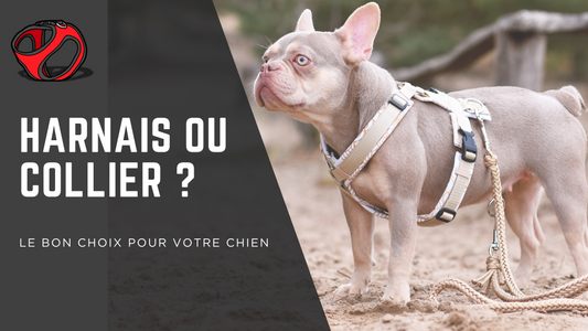 Harnais ou Collier pour le Chien ? Analyse Anatomique et Ostéopathique pour un Choix Éclairé