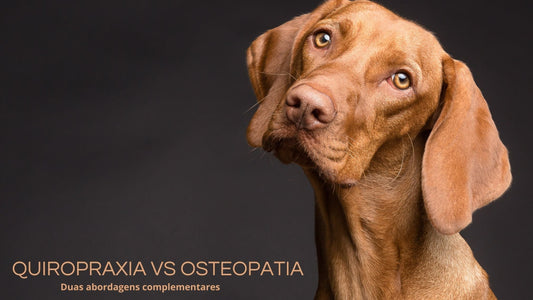 Chiropraxie et Ostéopathie pour Chiens et Chats : Quelles Différences et Quels Bienfaits ?
