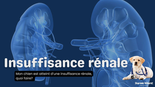 insuffisance rénal chien, problème rénaux, failure renal dog