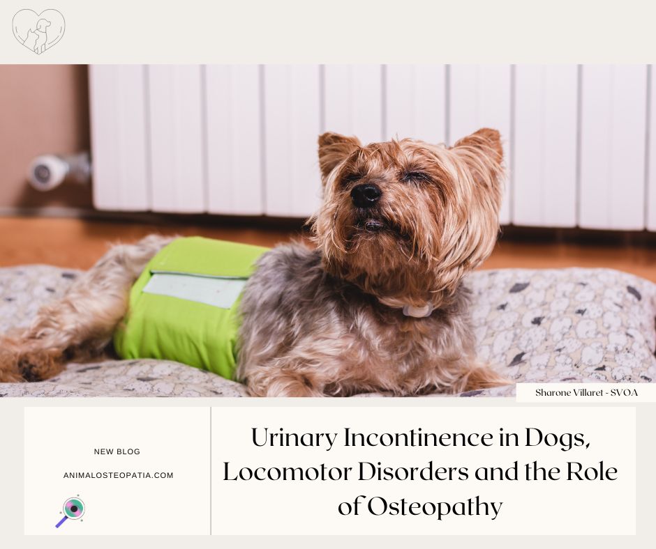 urinary incontinence in dogs