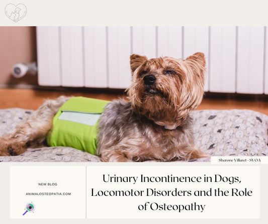 urinary incontinence in dogs