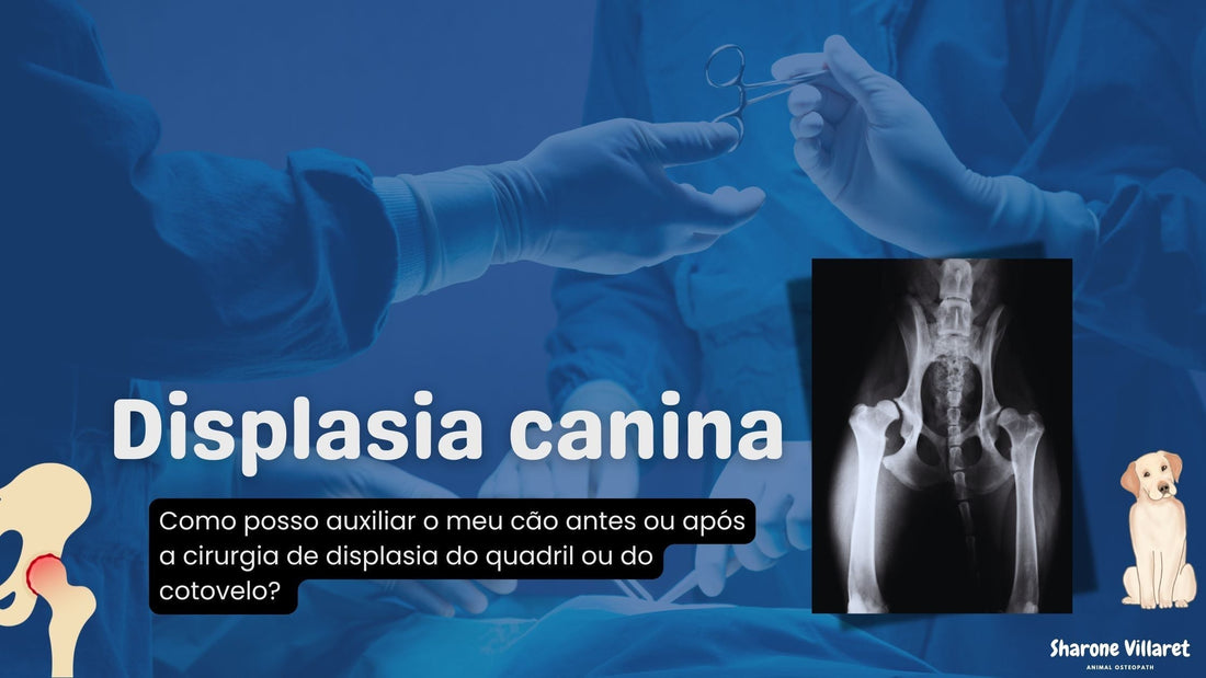 dysplasia canina