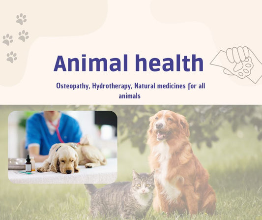La Médecine Alternative pour Chiens au Portugal : Une Approche Naturelle pour le Bien-être de Votre Animal