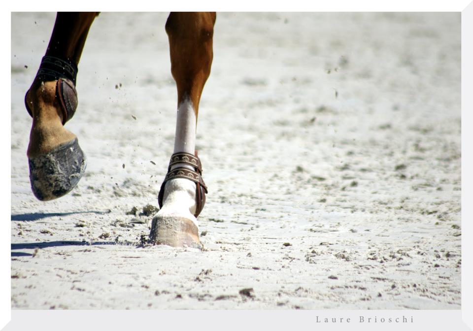 Proprioception du cheval