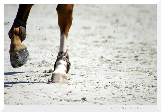 Proprioception du cheval