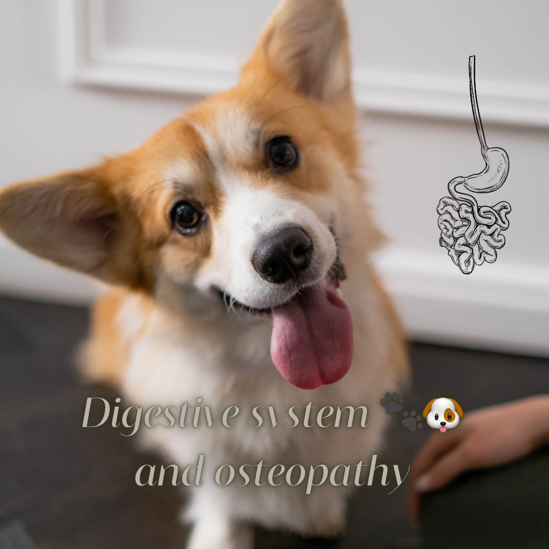 Optimisez la Santé Digestive de Votre Chien : L'Importance de la Nutrition et de l'Ostéopathie