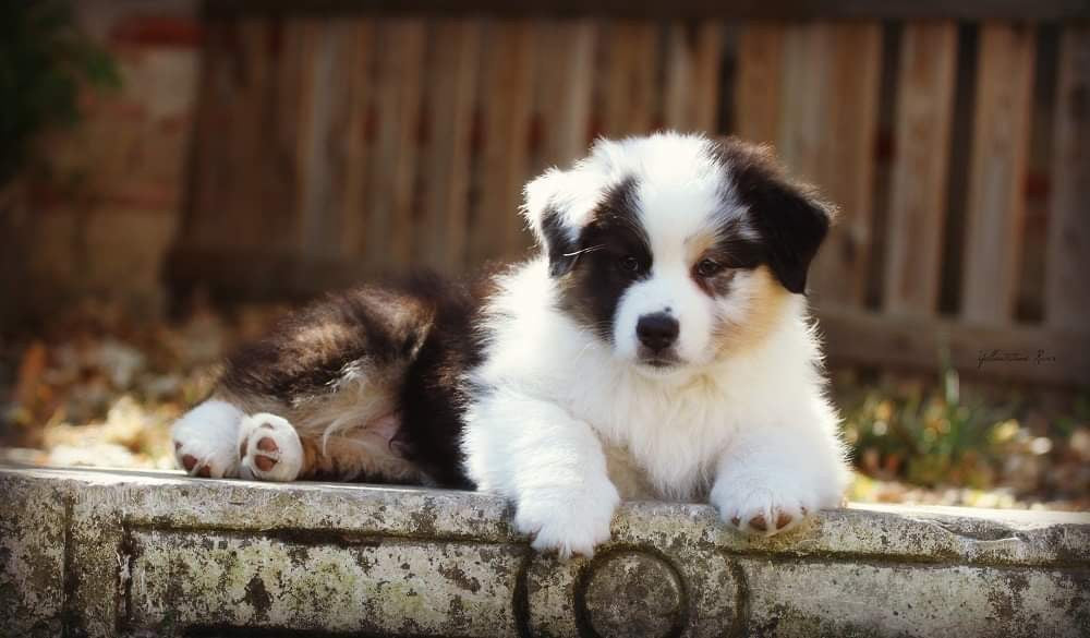 L'impact positif du suivi ostéopathique sur les chiots en croissance