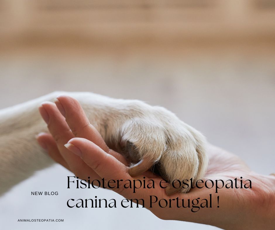 Physiothérapie et Ostéopathie Canine au Portugal : Deux Approches Complémentaires pour la Santé de Votre Chien