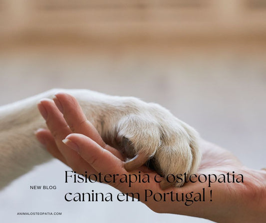 Physiothérapie et Ostéopathie Canine au Portugal : Deux Approches Complémentaires pour la Santé de Votre Chien